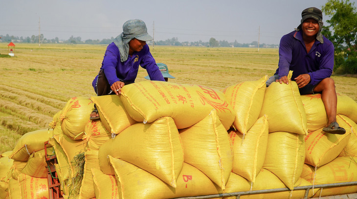 Nông dân Cần Thơ thu hoạch lúa
