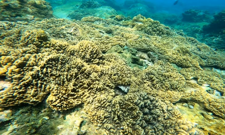 Rạn san hô ở vịnh Quy Nhơn