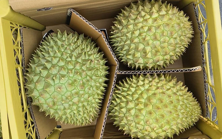 Sầu riêng được đóng hộp để xuất sang Trung Quốc