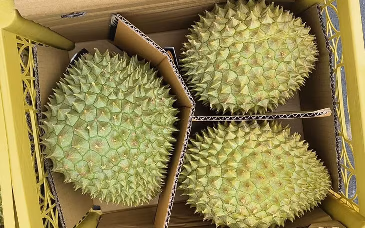 Sầu riêng được đóng hộp để xuất sang Trung Quốc