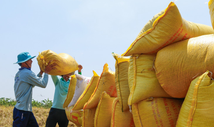 Nông dân thị xã Ngã Năm (Sóc Trăng) thu hoạch lúa vụ Đông Xuân