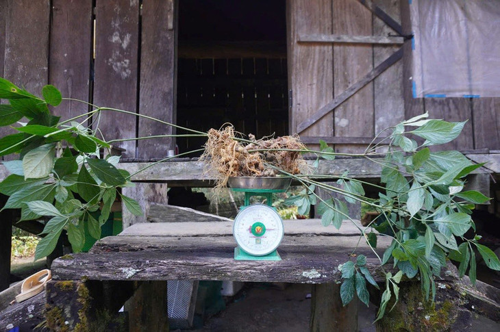 1 kg sâm Ngọc Linh do một người dân tặng cho địa phương để bán đấu giá 1 kg sâm Ngọc Linh do một người dân tặng cho địa phương để bán đấu giá