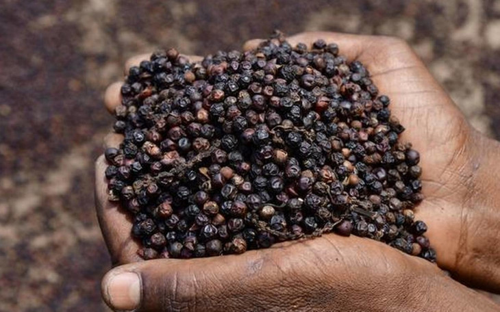 Hạt tiêu được các nhà vườn phơi khô để xuất khẩu