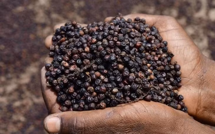 Hạt tiêu được các nhà vườn phơi khô để xuất khẩu