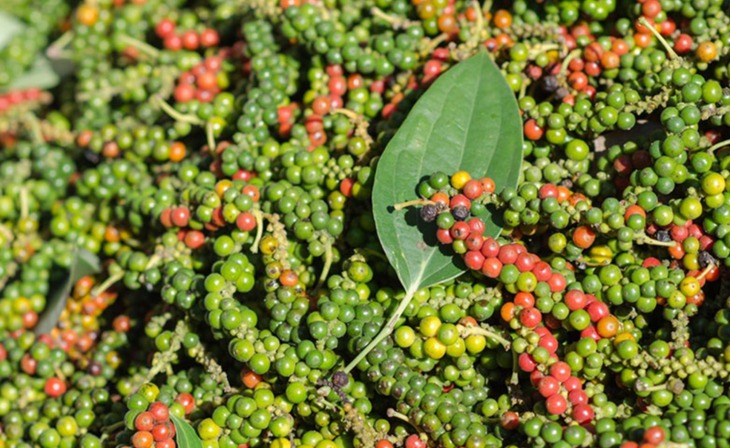 Hạt tiêu tại nhà vườn ở Tây Nguyên