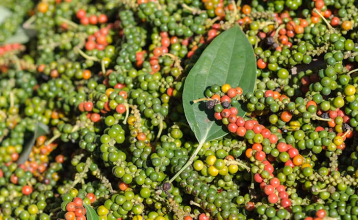 Hạt tiêu tại nhà vườn ở Tây Nguyên