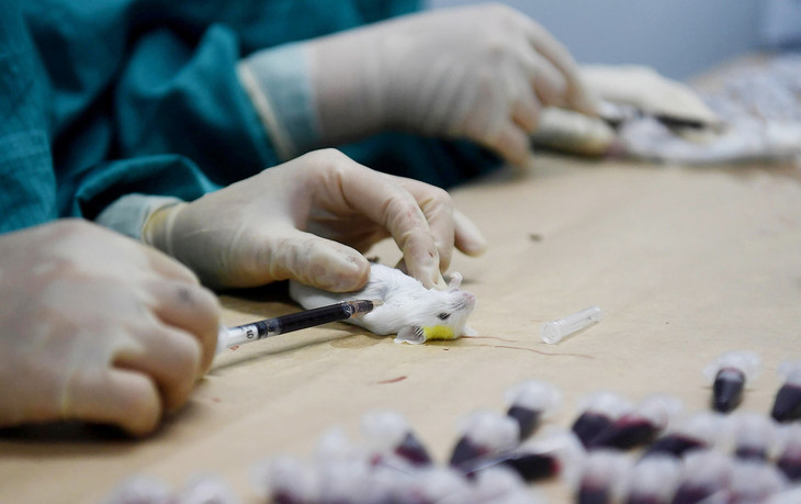 Chuột thí nghiệm tiêm thử dự tuyển vaccine Covid-19 của Việt Nam tại Vabiotech Chuột thí nghiệm tiêm thử dự tuyển vaccine Covid-19 của Việt Nam tại Vabiotech