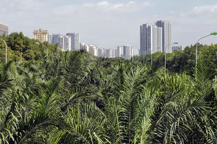 Cây xanh ở đại lộ Thăng Long, Hà Nội