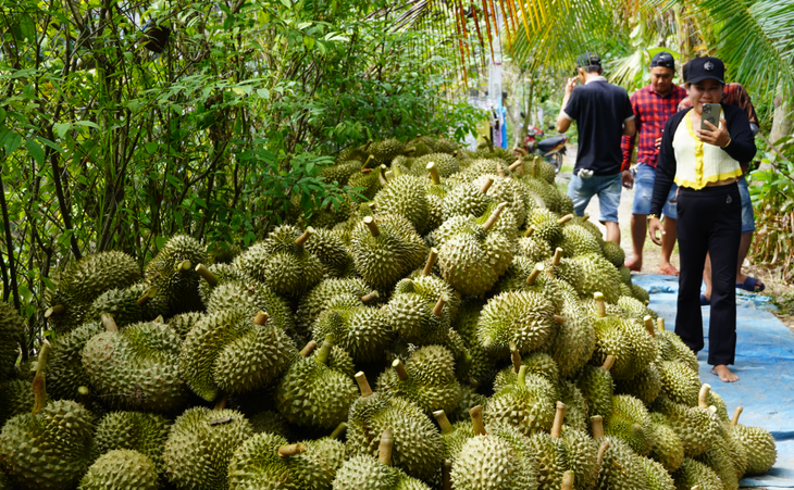 Thu hoạch sầu riêng tại thị xã Cai Lậy, Tiền Giang