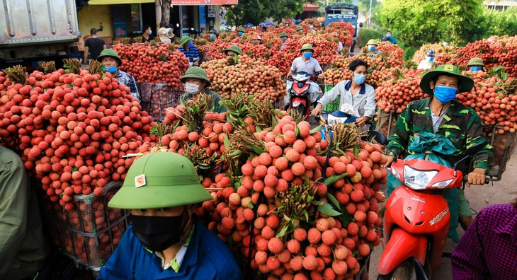 Người dân chuyển vải thiều đến các đại lý thu mua tại huyện Lục Ngạn, Bắc Giang Người dân chuyển vải thiều đến các đại lý thu mua tại huyện Lục Ngạn, Bắc Giang