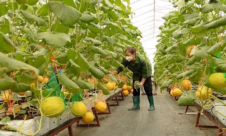 Về tính chất, đây sẽ được định hướng trở thành trung tâm dịch vụ nông nghiệp công nghệ cao và thực nghiệm nông nghiệp công nghệ cao