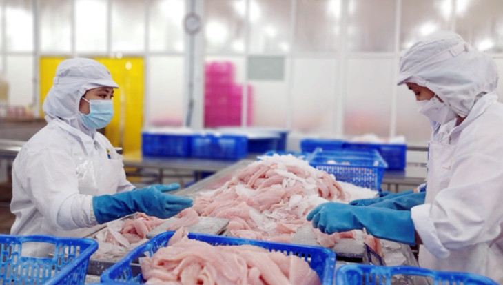 Công nhân đang phân loại cá tại nhà máy sản xuất cá của Navico