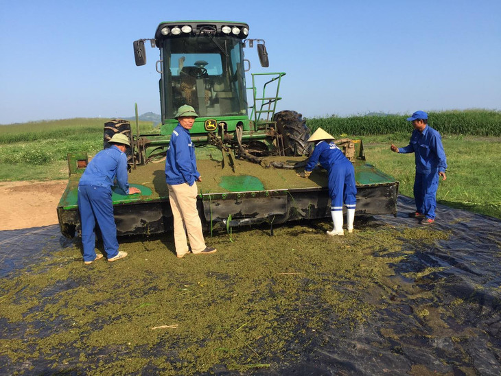 Mỗi năm các chuyên gia nông nghiệp TH đều để lại những diện tích cỏ Mombasa để thu hạt giống, vì vậy TH hoàn toàn tự chủ về nguồn cỏ làm thức ăn thô xanh cho đàn bò sữa