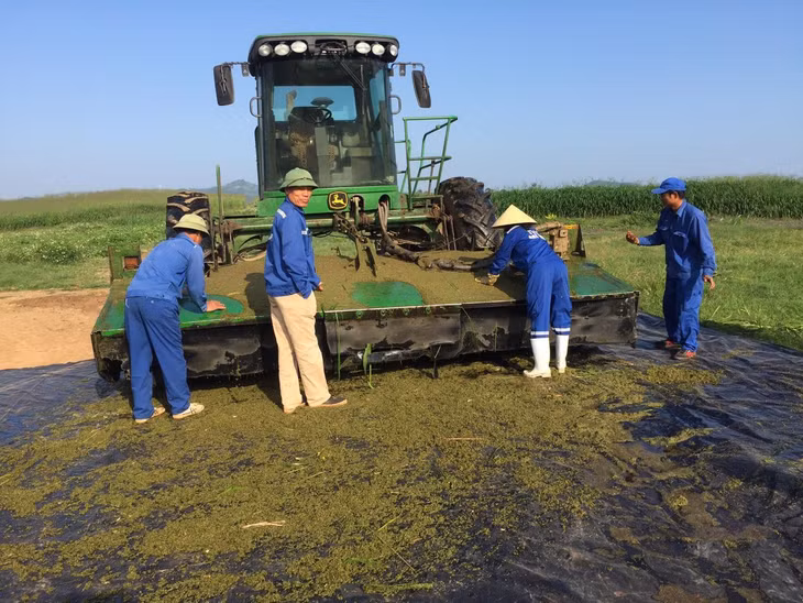 Mỗi năm các chuyên gia nông nghiệp TH đều để lại những diện tích cỏ Mombasa để thu hạt giống, vì vậy TH hoàn toàn tự chủ về nguồn cỏ làm thức ăn thô xanh cho đàn bò sữa