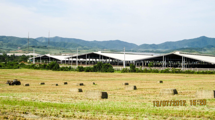 Khi thời tiết phù hợp, cỏ mombasa sẽ được đóng bánh khô để làm thức ăn “lương khô” dự trữ cho đàn bò sữa quy mô khổng lồ của TH true MILK.