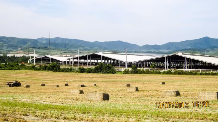 Khi thời tiết phù hợp, cỏ mombasa sẽ được đóng bánh khô để làm thức ăn “lương khô” dự trữ cho đàn bò sữa quy mô khổng lồ của TH true MILK.