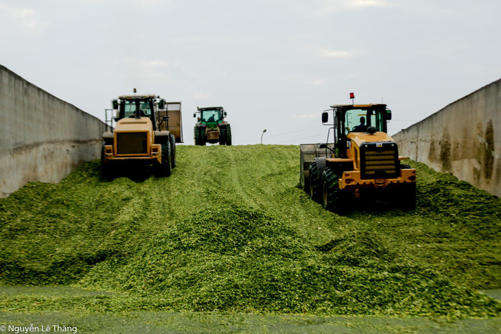 Cỏ mombasa được đưa về ủ chua tại Trung tâm chế biến thức ăn cho bò sữa của TH true MILK
