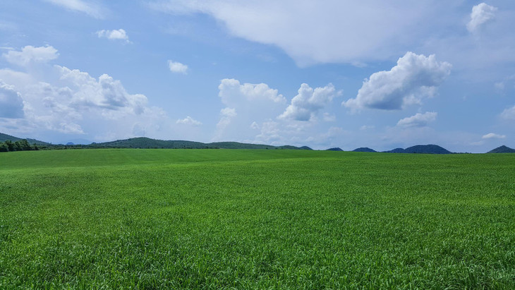 Những đồng cỏ xanh ngút mắt trồng Mombasa tập trung với quy mô hàng ngàn héc-ta làm thức ăn cho bò sữa.