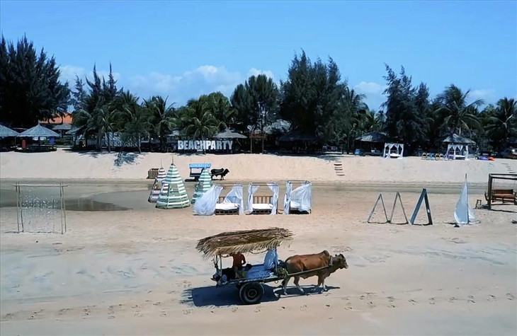 Du khách đi xe bò ngắm cảnh trên biển Cam Bình