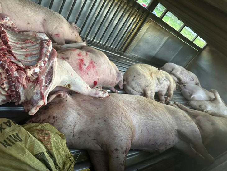 Lợn chết nằm trên ôtô tải trước lò mổ Lợn chết nằm trên ôtô tải trước lò mổ