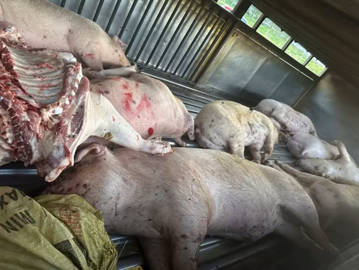 Lợn chết nằm trên ôtô tải trước lò mổ