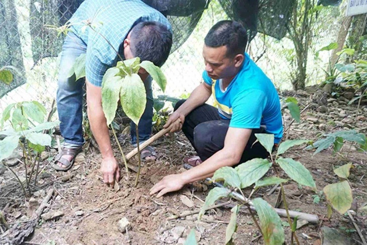 Cây sâm bảy lá một hoa được trồng ở các huyện miền núi Quảng Ngãi