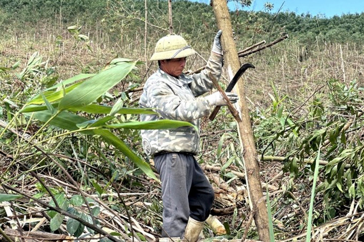 Rừng keo của Công ty TNHH MTV Lâm nghiệp Hoành Bồ bị bão Yagi tàn phá