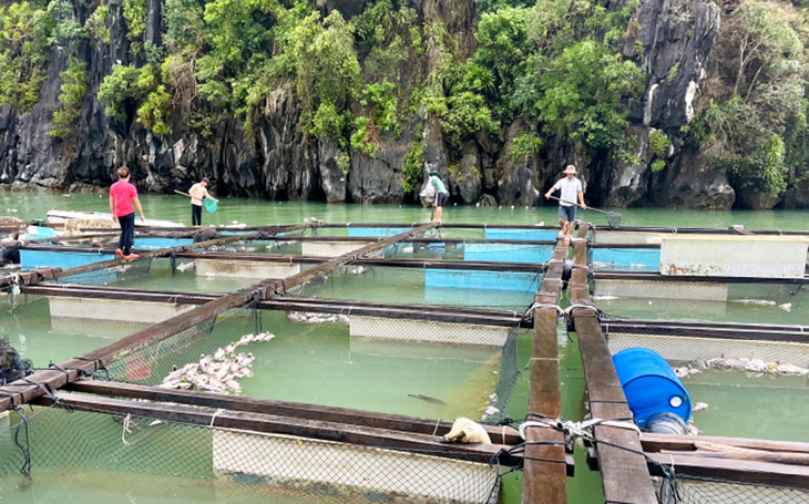 Gia đình ở Vân Đồn đang vớt những con cá chết bỏ đi và gom lại cá sống