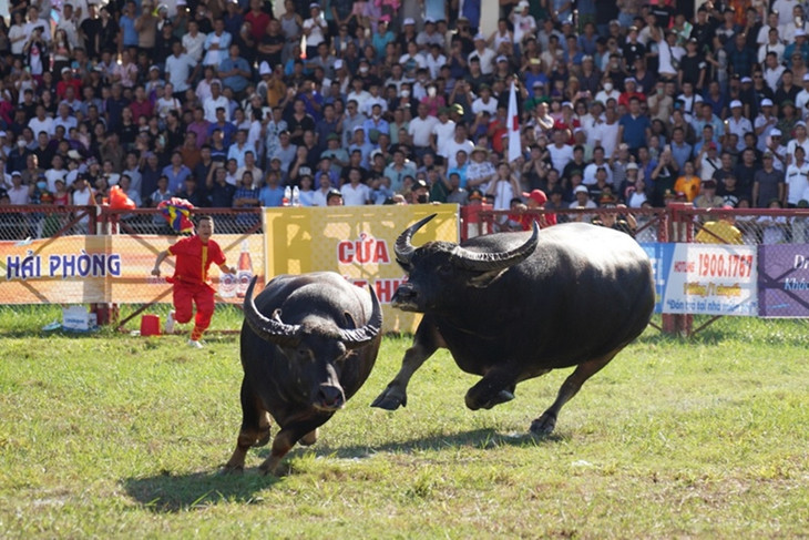 Lễ hội chọi trâu Đồ Sơn năm 2023 sẽ diễn ra muộn hơn 10 ngày