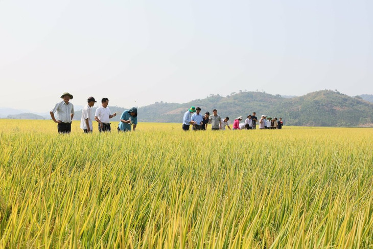 Đoàn tham quan mô hình canh tác lúa ướt - khô xen kẽ ở xã Bình Hòa, huyện Krông Ana, tỉnh Đắk Lắk