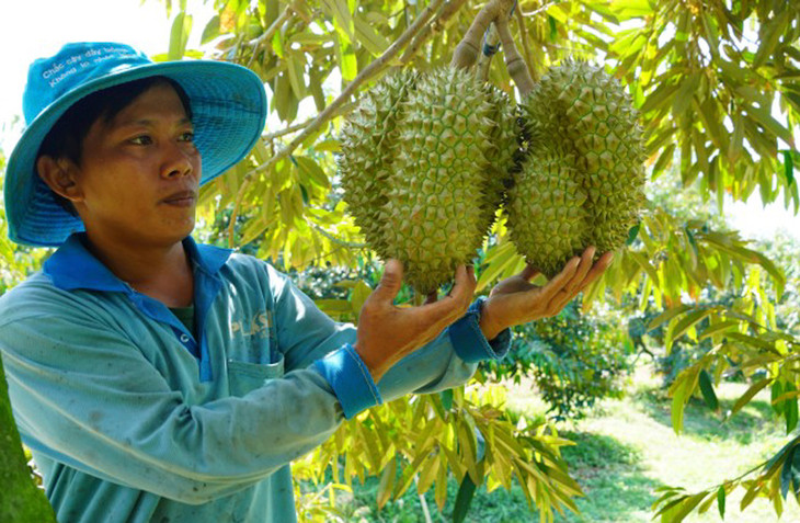 Vườn sầu riêng tại Long An Vườn sầu riêng tại Long An