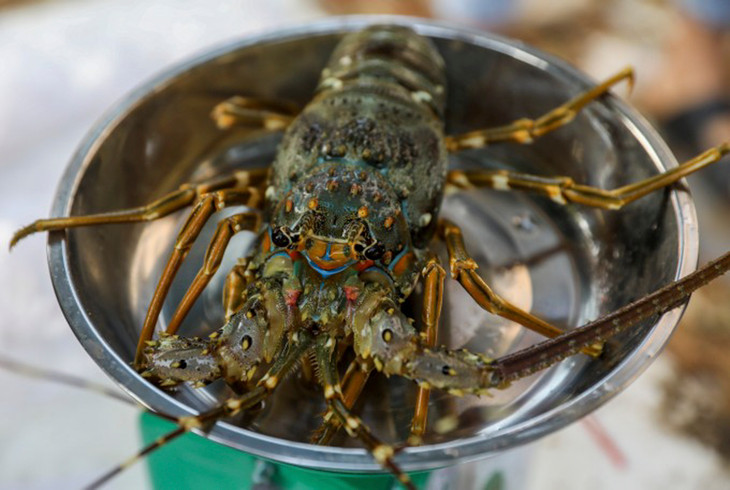 Trung Quốc là thị trường nhập khẩu tôm lớn nhất của Việt Nam 2 tháng đầu năm Trung Quốc là thị trường nhập khẩu tôm lớn nhất của Việt Nam 2 tháng đầu năm