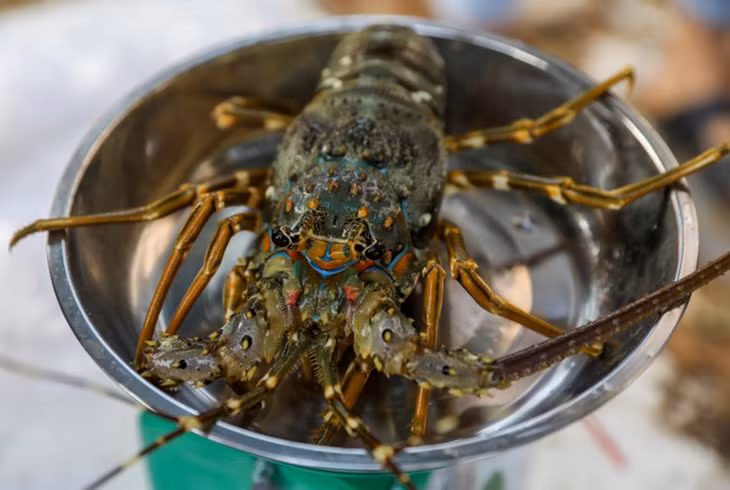 Trung Quốc là thị trường nhập khẩu tôm lớn nhất của Việt Nam 2 tháng đầu năm