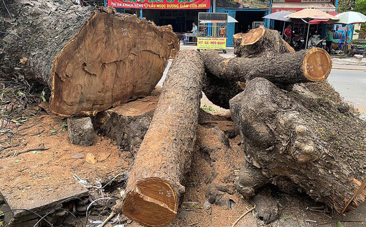 Cây sau khi chặt hạ được tập kết trên đường chờ chuyển đi