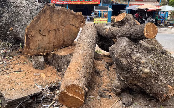 Cây sau khi chặt hạ được tập kết trên đường chờ chuyển đi