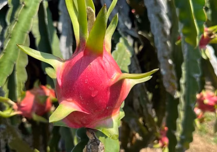 Thanh long tại nhà vườn ở Bình Thuận