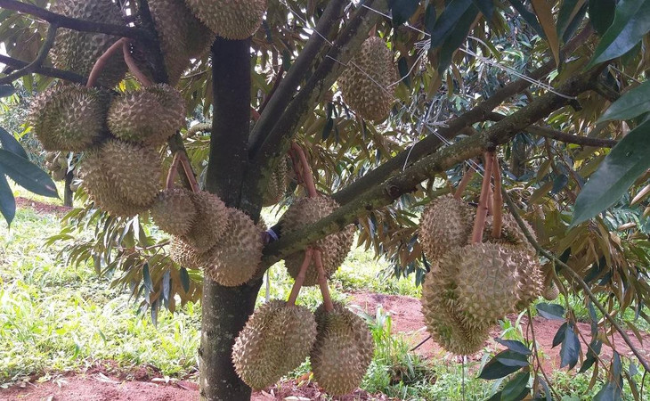 Vườn sầu riêng tại nhà vườn ở Tây Nguyên sắp cho thu hoạch