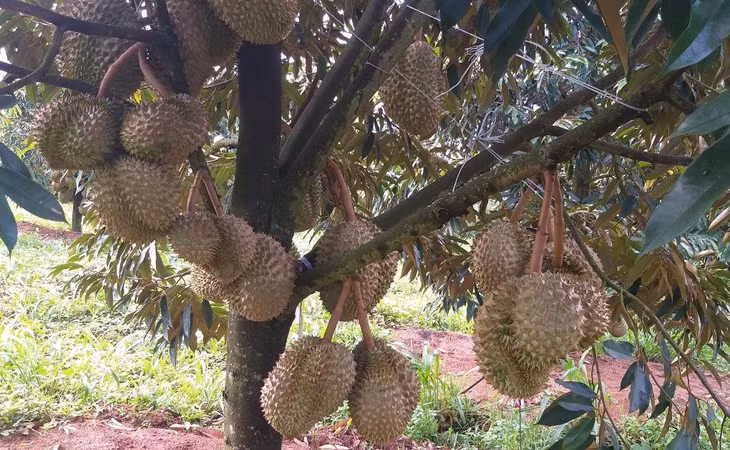 Vườn sầu riêng tại nhà vườn ở Tây Nguyên sắp cho thu hoạch