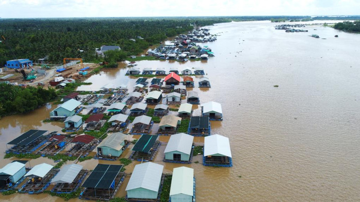 Làng bè nuôi cá trên sông Tiền sát dự án cầu Rạch Miễu 2 sẽ được di dời.