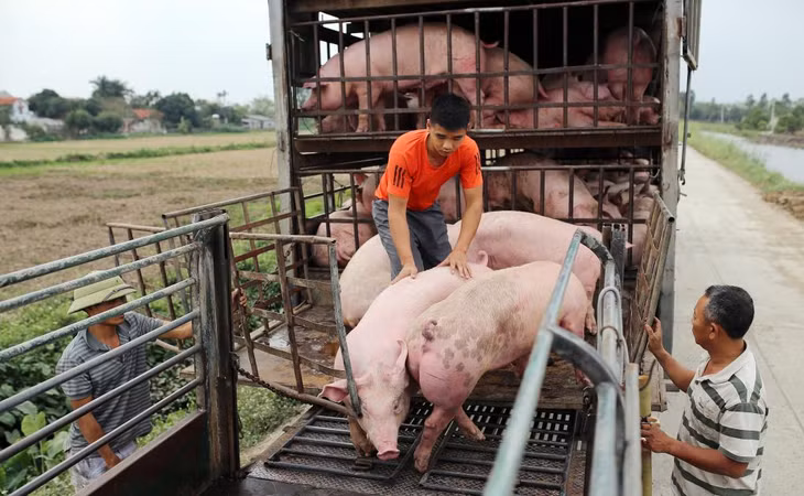 Mua bán lợn hơi ở chợ gia súc An Nội (Bình Lục, Hà Nam).