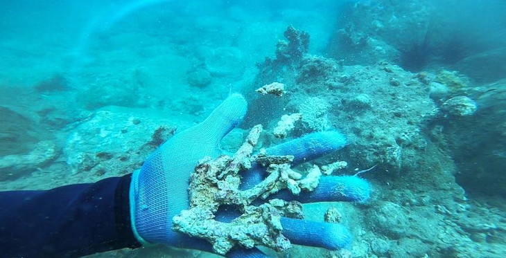 San hô ở Hòn Mun chết phủ trắng đáy biển