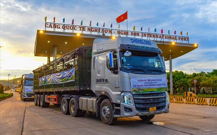 Hàng chục chuyến xe tải cùng các nhân viên trang trại làm việc xuyên đêm đến sáng để vận chuyển các cô bò về đến trang trại một cách an toàn và nhanh chóng nhất