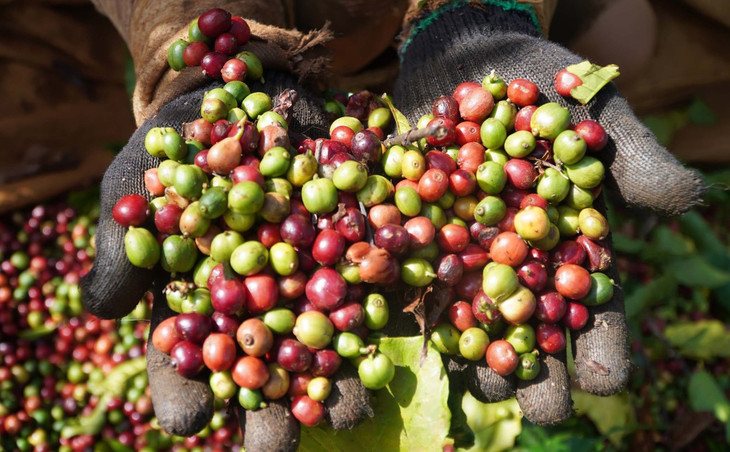 Cà phê tại nhà vườn ở Gia Lai