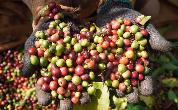 Cà phê tại nhà vườn ở Gia Lai