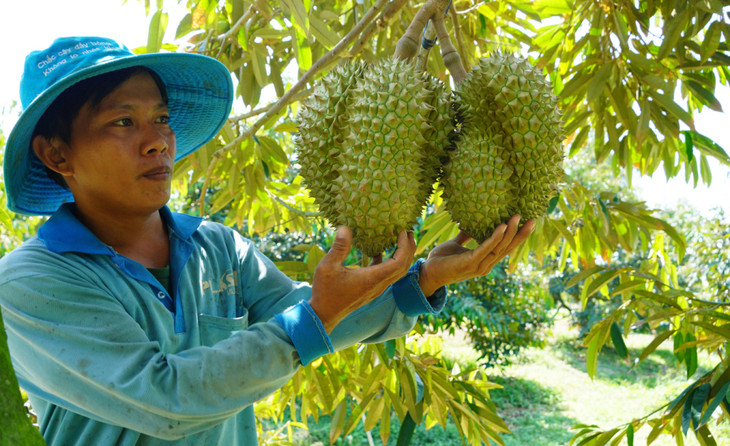 Vườn sầu riêng tại xã Tân Lập (Tân Thạnh, Long An)