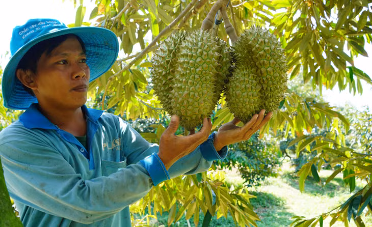 Vườn sầu riêng tại xã Tân Lập (Tân Thạnh, Long An) Vườn sầu riêng tại xã Tân Lập (Tân Thạnh, Long An)