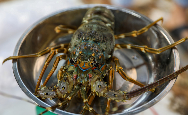 Tôm hùm bán trên đường Phan Văn Trị, quận Gò Vấp, TP.HCM