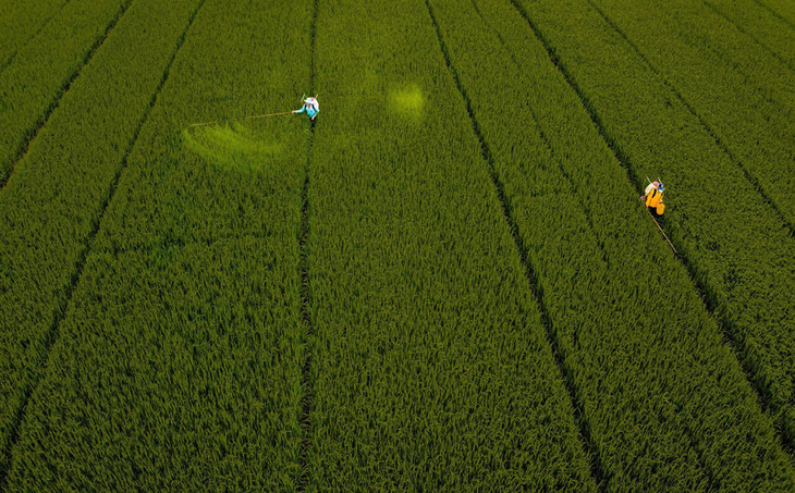 Nông dân Hậu Giang chăm sóc lúa