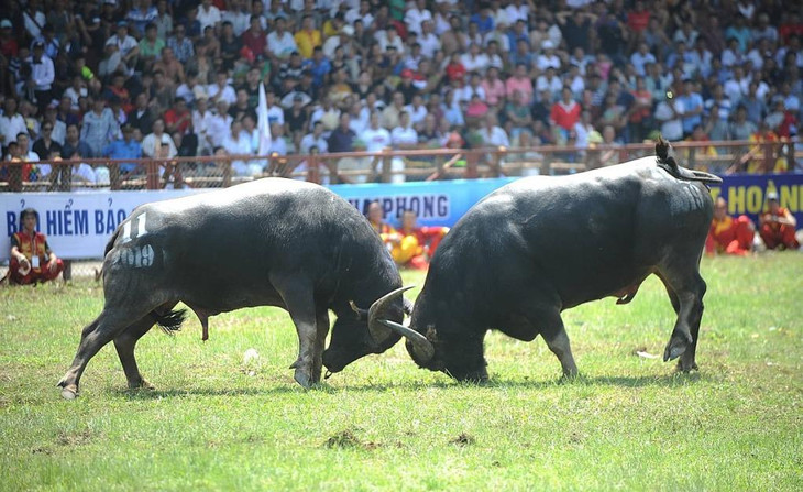 Hai trâu chọi thi đấu tại Lễ hội chọi trâu Đồ Sơn Hai trâu chọi thi đấu tại Lễ hội chọi trâu Đồ Sơn