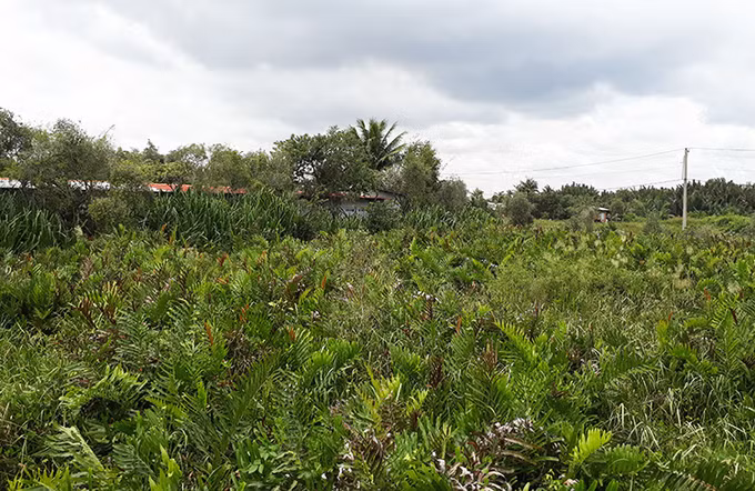 Một phần khu đất 158 ha thuộc dự án Khu nhà ở của Công ty CP Sài Gòn Gôn tại phường Long Trường, Quận 9